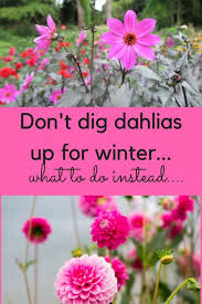 don t dig up dahlias for winter what