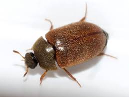 brown carpet beetle vodka beetle