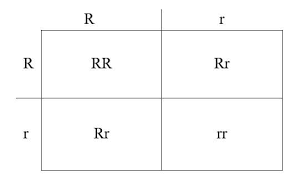 The punnett square is named after its developer, british geneticist reginald c. Punnett Square Definition Types Application Examples Limitations