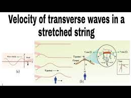 Velocity Of Transverse Waves In A