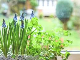 Indoor Window Box Planters Growing A