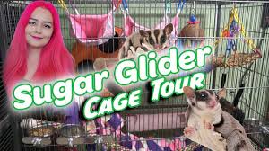 You should add various toys, ladders, ropes, branches, and a. Sugar Glider Cage Tour Safe Toys Youtube