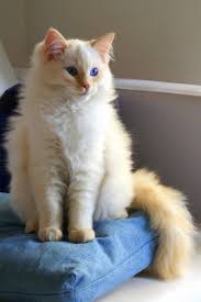 Ragdoll Cats What To Expect During The First Year Hubpages