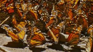 Resultado de imagen de mariposa monarca