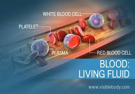 functions of the blood circulatory