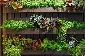 vertical gardens cky ready set grow