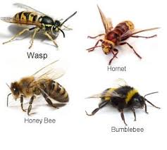 Identify Bee Wasp Or Hornet Vermatech Pest Control