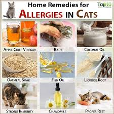 Just as with the condition in humans, cat constipation is rather common and diet plays an important role. Allergies In Cats Symptoms Prevention And Home Remedies Top 10 Home Remedies Cat Allergy Remedies Home Remedies For Allergies Home Remedies