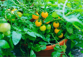 How To Grow Lots Of Tomatoes In Pots