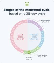 promote healthy menstrual cycles