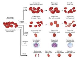 Structure Of Red Blood Cell