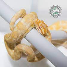 yafe male albino carpet python