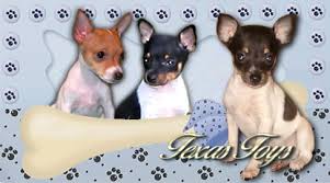 toy fox terrier color and size toy