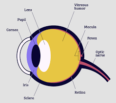 about the eye national eye insute