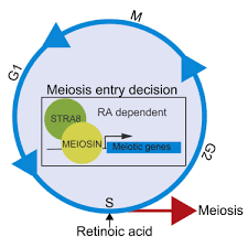 meiosis in mammalian germ cells