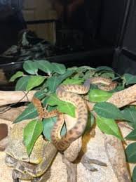 stimson pythons gumtree australia