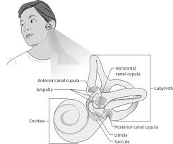 Your semicircular canals are found inside your ear. Positional Vertigo An Easy Fix At Any Age Today S Geriatric Medicine