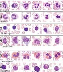 Photos Google Search Blood Histology Red Blood Cells