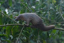 These unique creatures have existed for approximately 80 million years and can be found in 51 countries, often living in trees or burrows. Datei Trenggiling Sunda Sunda Pangolin Manis Javanica Jpg Wikipedia