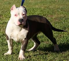 Resultado de imagen para PITBULL