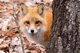 What Are The Characteristics Of Foxes