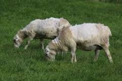 what-happens-to-wild-sheep-wool