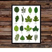 Leaves Identification Print Wall Art Chart Botanical Leaf Art Print Unframed