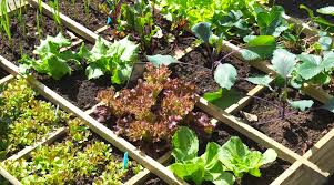square foot gardening growing more