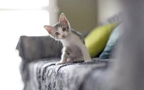 Did you recently adopt a cat or are thinking about adopting one? Kitten Rescue Why Not Opt To Adopt My Pet And I