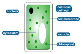 Animal cells don't have vacuoles, only plant cells do, animal cells have lysosomes which break down waste or unneeded materials in the cell. Plant And Animal Cells S Cool The Revision Website