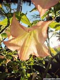 Can be brought indoors in the north for use as a house plant. Brugmansia Care Tips