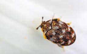 what carpet beetle damage looks like