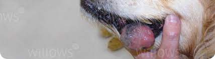 malignant melanoma in dogs willows uk