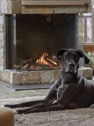 Cozy Dog Fireplace Insert Cape Cod