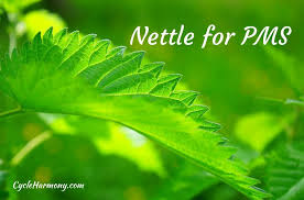 menstrual problems with nettle tea
