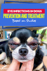 dog eye infection problems prevention