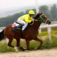 Meilleurs chevaux de course
