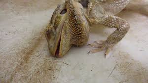 Our online pet store is an online business which sells different kinds of animal breeds to the public. Planning To Buy A Pet Reptile Don T Do It Peta