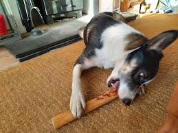 how to stop your collie chewing things