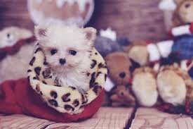 teacup maltese a tiny white pooch to love