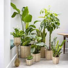 10 best indoor plants the top indoor