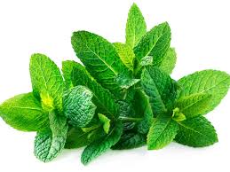 Maybe you would like to learn more about one of these? Does Mint Repel Pests Insects And Animals That Don T Like Mint