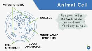 Membrane bound nucleus is present in both the diagram is very clear, and labeled; Animal Cell Definition And Examples Biology Online Dictionary