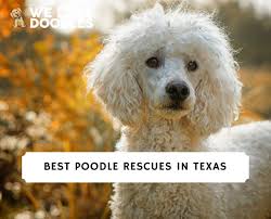 8 best poodle rescues in texas 2024