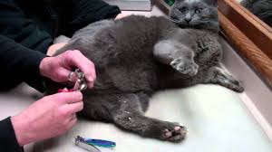 cat nail cap removal you