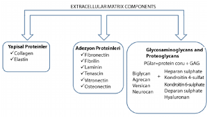 demonstration of extracellular matrix