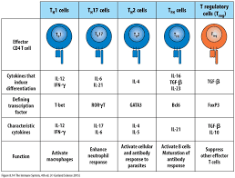 Effector Cf4 T Cell Chart Diagram Quizlet