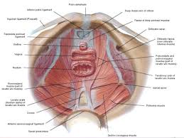 Innervation of the female levator ani muscles. Female Pelvic Applied Anatomy By Dr Shashwat Jani