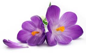 Purple Flowers Wallpapers 78 Background Pictures