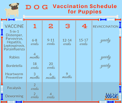 Pet Vaccination Schedule When Is The Recommended